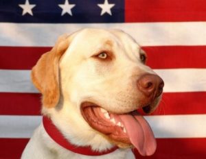 American Dog