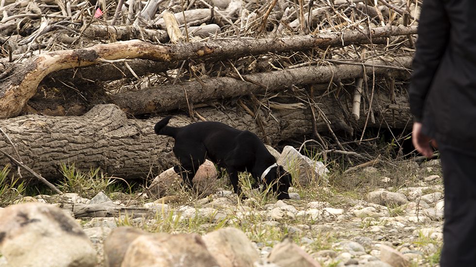 Pepper the dog search for Husky oil on James Smith Cree Nation.